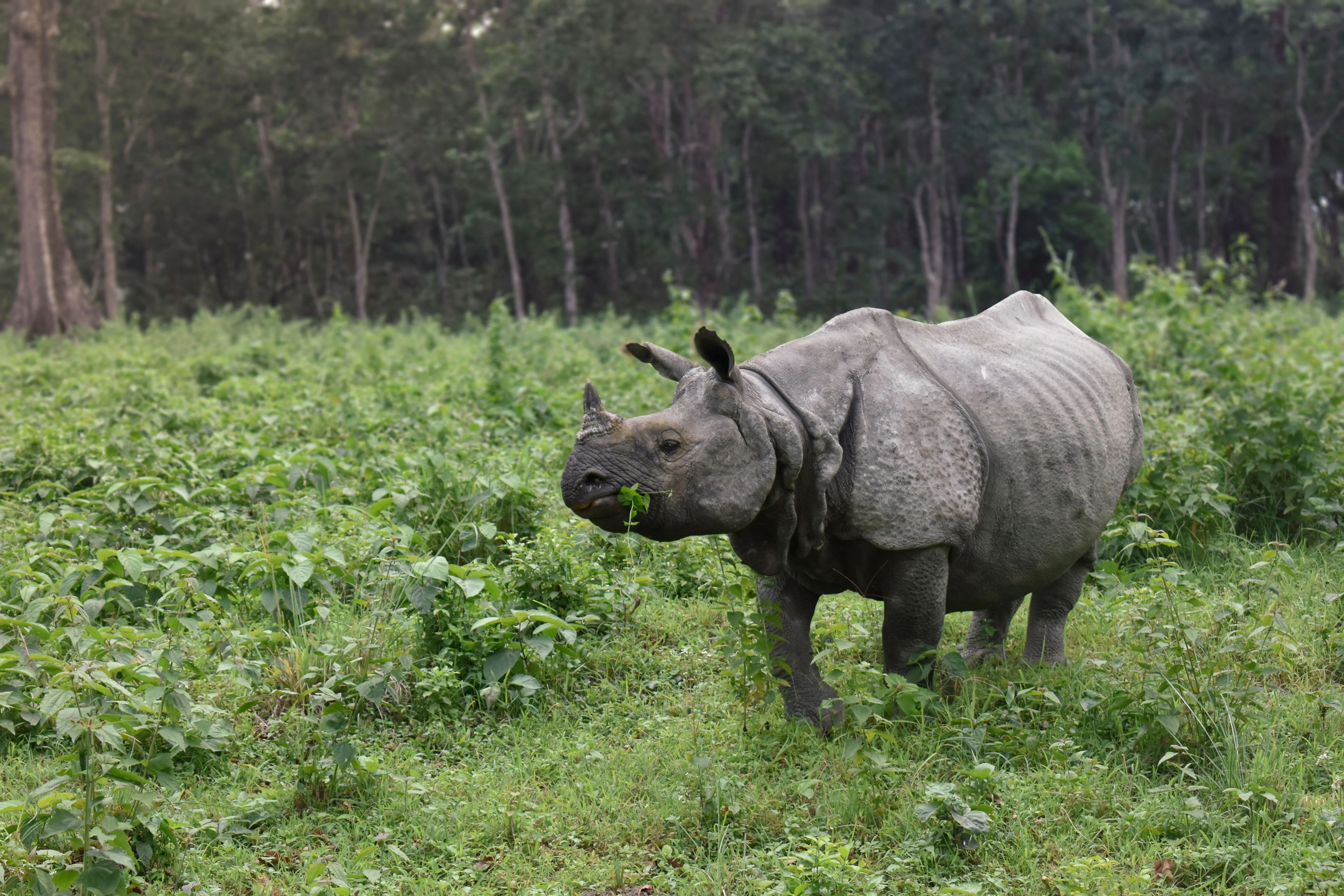 Jaldapara National Park